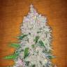 автоцветущие семена конопли Auto Fast Bud feminised автоцветущие семена конопли Auto Fast Bud feminised