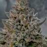 Кубанский убийца feminised Ganja Seeds