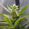 семена культурной конопли купить Auto White Widow CBD feminised Green House Seeds семена культурной конопли купить Auto White Widow CBD feminised Green House Seeds