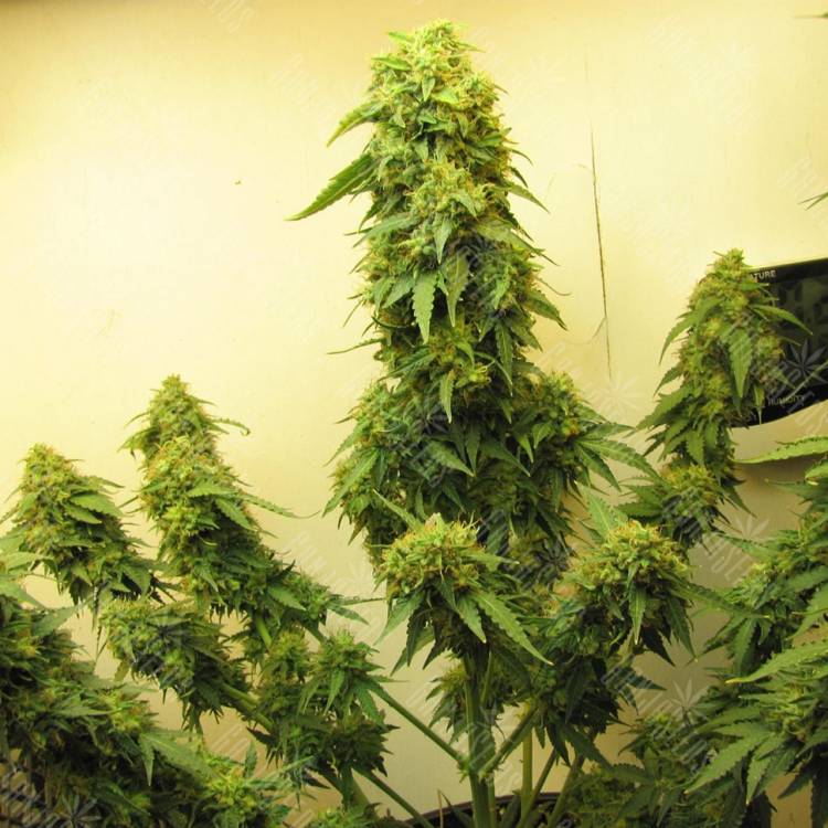 семена конопли почтой Talgar feminised Bang Seeds семена конопли почтой Talgar feminised Bang Seeds