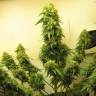 семена конопли почтой Talgar feminised Bang Seeds семена конопли почтой Talgar feminised Bang Seeds