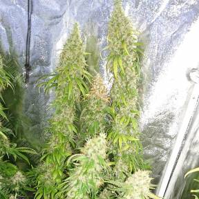 Auto Lemon regular Ganja Seeds