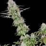 Auto Lemon regular Ganja Seeds