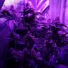 семена конопли Москва Peyote Cookies feminised Barneys Farm семена конопли Москва Peyote Cookies feminised Barneys Farm