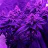 семена конопли в России Peyote Cookies feminised Barneys Farm семена конопли в России Peyote Cookies feminised Barneys Farm
