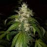 семена конопли сорта сатива Auto Jack feminised Paradise Seeds