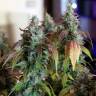 семена конопли интернет магазин Auto Jack feminised Paradise Seeds