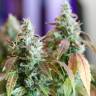 семена конопли f1 в оригинальной упаковке Auto Jack feminised Paradise Seeds