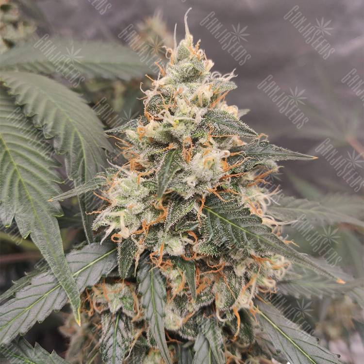 семена конопли для посадки купить Auto White Widow feminised Royal Queen семена конопли для посадки купить Auto White Widow feminised Royal Queen
