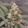 семена конопли для посадки купить Auto White Widow feminised Royal Queen семена конопли для посадки купить Auto White Widow feminised Royal Queen