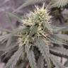 семена конопли сорта сатива Auto White Widow feminised Royal Queen семена конопли сорта сатива Auto White Widow feminised Royal Queen
