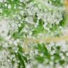 семена конопли для курения Auto White Widow feminised Royal Queen семена конопли для курения Auto White Widow feminised Royal Queen