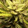 семена конопли аутдор Auto Sweet Nurse CBD feminised Sweet Seeds семена конопли аутдор Auto Sweet Nurse CBD feminised Sweet Seeds