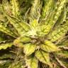 семена конопли в интернете Auto Sweet Nurse CBD feminised Sweet Seeds семена конопли в интернете Auto Sweet Nurse CBD feminised Sweet Seeds