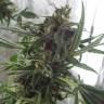 семена конопли для посадки купить Himalaya Gold feminised Green House Seeds