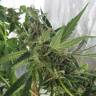 семена конопли курьером Himalaya Gold feminised Green House Seeds