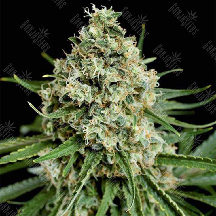 семена конопли для посадки купить Peyote Critical feminised Barneys Farm семена конопли для посадки купить Peyote Critical feminised Barneys Farm