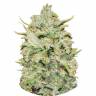 семена конопли для курения Peyote Critical feminised Barneys Farm семена конопли для курения Peyote Critical feminised Barneys Farm