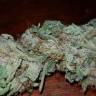 семена конопли Спб Auto Lemon Juice Express feminised Humboldt Seeds семена конопли Спб Auto Lemon Juice Express feminised Humboldt Seeds