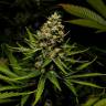 качественные семена конопли Channel+ feminised Medical Seeds