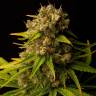 семена конопли феминизированные Channel+ feminised Medical Seeds