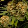 семена сортовой конопли Channel+ feminised Medical Seeds