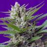 семена конопли гидропоники Auto Sweet Special feminised Sweet Seeds