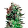 Семена каннабиса Jack 47 feminised Ganja Seeds Fast Version