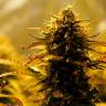Семена конопли Jack 47 feminised Ganja Seeds Fast Version