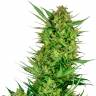 Семена Auto Sweet Gelato feminised Ganja Seeds недорого