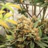заказ семян конопли Auto Big Bud feminised