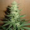 где заказать семена конопли Auto Big Bud feminised