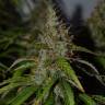 семена конопли почтой Auto Big Bud feminised