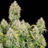 семена конопли мощные Auto Sugar GOM feminised