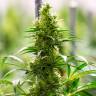 семена конопли аутдор El Nino feminised Green House Seeds