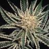 семена конопли в интернете El Nino feminised Green House Seeds
