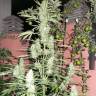 Auto Ultimate feminised Dutch Passion Seeds Auto Ultimate feminised Dutch Passion Seeds