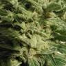 Auto AK 47 feminised Breeders Community Seeds