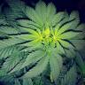 где заказать семена конопли мExotic Thai feminised Exotic Seed