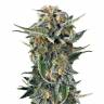 семена конопли курьером Auto Lost Coast Skunk feminised Humboldt Seeds