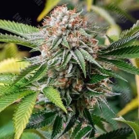 Auto Lost Coast Skunk feminised Humboldt Seeds