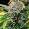 семена конопли индика Auto Lost Coast Skunk feminised Humboldt Seeds