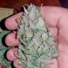 семена конопли для выращивания Auto Lost Coast Skunk feminised Humboldt Seeds