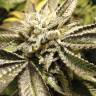 купить семена конопли Canadian Kush 2.0 feminised Medical Seeds