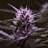 семена конопли феминизированные Skunk x Early Skunk feminised