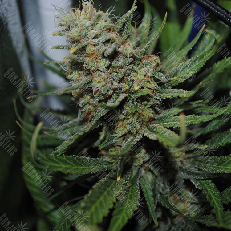 семена конопли почтой Auto Super Critical feminised
