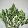 семена конопли скороспелый купить Big Bang feminised Green House Seeds