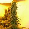 семена конопли с доставкой Big Bang feminised Green House Seeds