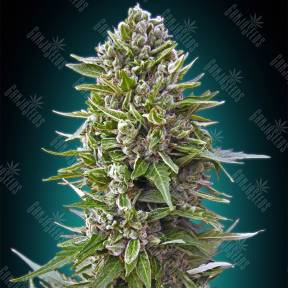 Auto Northern Lights feminised 00 Seeds