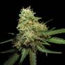 семена конопли элитных сортов R.K.S. feminised DNA Genetics